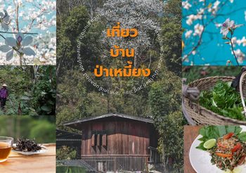หนีร้อน! เที่ยวบ้านป่าเหมี้ยง นอนโฮมสเตย์ ยลโฉมดอกเสี้ยวบาน สัมผัสวิถีชีวิตชาวบ้าน
