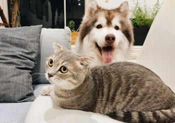 อาหารน้องหมา น้องแมว ตามช่วงวัย ควรให้แบบไหน เรื่องสำคัญถ้ารักพวกเขาต้องรู้