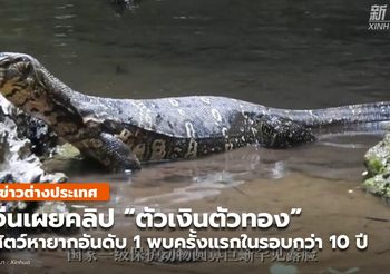 จีนเผยคลิป ‘ตัวเงินตัวทอง’ สัตว์คุ้มครองหายากใน ยูนนาน