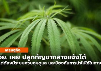 อย. เเจงไม่ต้องปลูกกัญชาในโรงปิด พร้อมปรับขั้นตอนการขออนุญาตเข้าถึงง่าย