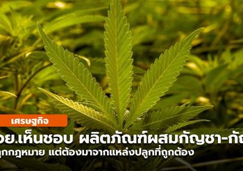 อย. ปลดล็อก “กัญชา กัญชง” ถูกกฎหมาย เตรียมเสนอ อนุทิน เซ็นอนุมัติ พรุ่งนี้