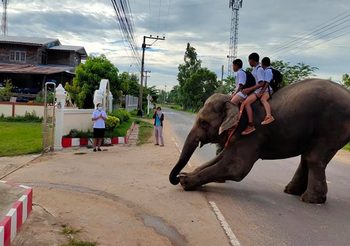 สีสันวันเปิดเทอม นักเรียนขี่ช้างไปโรงเรียน สมกับเป็นเมืองสุรินทร์ถิ่นช้างใหญ่