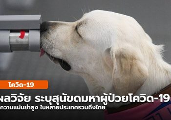 ผลการวิจัยทั้งไทย-เทศ ระบุ สุนัขสามารถดมกลิ่นหาโควิด-19 ได้แม่นยำ
