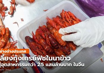 ‘เครย์ฟิชในนาข้าว’ อุตสาหกรรมมูลค่ากว่า 2.5 แสนล้านบาท ในจีน