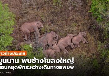 ยูนนานเผย ‘ช้างป่า’ โขลงใหญ่ หยุดนอนพัก ระหว่างอพยพใกล้คุนหมิง