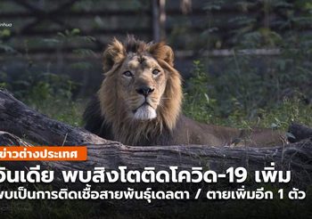 อินเดีย พบสิงโตหลายตัวติดโควิด-19 สายพันธุ์เดลตา / ตายเพิ่ม 1 ตัว