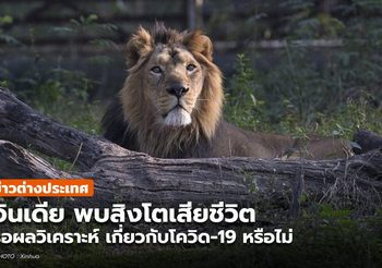 สวนสัตว์อินเดียพบ ‘สิงโต’ ตาย รอผลพิสูจน์ เกี่ยวกับโควิด-19 หรือไม่