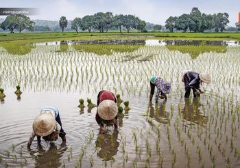 ครม. อนุมัติงบกลางฯ 869 ล้าน อุดหนุนเกษตรกรโครงการส่งเสริมปลูกข้าวอินทรีย์