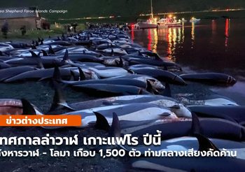 เทศกาลล่าวาฬ เกาะแฟโร สังหารวาฬเกือบ 1,500 ตัว ท่ามกลางเสียงค้าน