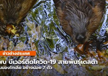 มองโกเลีย รายงาน ‘บีเวอร์’ ป่วยโควิด-19 สายพันธุ์เดลตา