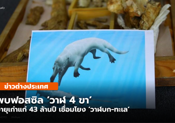 พบฟอสซิล ‘วาฬ 4 ขา’ อายุเก่าแก่ 43 ล้านปี เชื่อมโยง ‘วาฬบก-ทะเล’