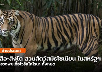 ‘สิงโต-เสือ’ ในสวนสัตว์แห่งชาติสหรัฐฯ ส่อแววติด ‘ไวรัสโคโรนา’
