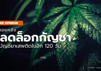 ‘กัญชาเสรี’ กว่าจะถึงวันนี้ ไม่ใช่เรื่องง่าย…?
