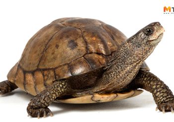 เคยได้ยินกันไหม ? คาถาบูชาพญาเต่าเรือน โดย อ.มดดำ ยิปซีคาราวาน
