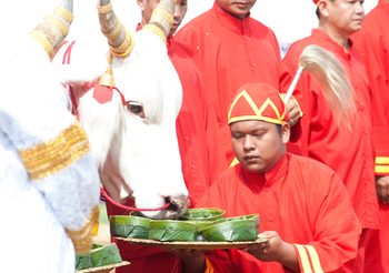วันพืชมงคล อาหารที่เตรียมให้ พระโคเสี่ยงทาย แต่ละอย่างนั้นหมายถึงอะไร?