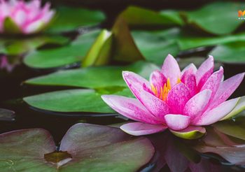 คาถาบูชาดวง ประจำวันเกิด สวดทุกวัน เสริมบารมี เมตตา ไร้โรคภัย พลิกร้ายกลายดี
