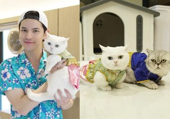 เต๋า AF พาเปิดกรุแมวไทยมงคล แมวสายมู เลี้ยงแล้วรวยจริงหรือไม่?  