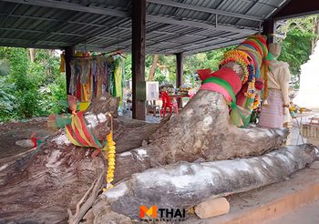 ขอโชคต้นตะเคียนยักษ์ ขอพรซื้อขายที่ดินกับหลวงพ่อใหญ่ วัดปราสาท