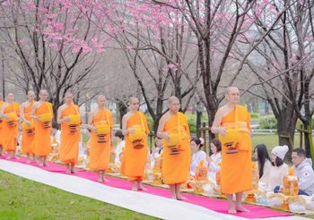 วัดพระธรรมกายโอซาก้า ทำบุญตักบาตรต้อนรับฤดูซากุระผลิบาน – ทอดผ้าป่าฉลองวัด 24 ปี