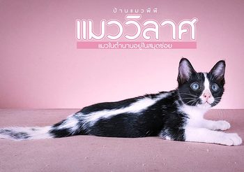 แมววิลาศ แมวไทยมงคล ในตำราสมุดข่อยโบราณ