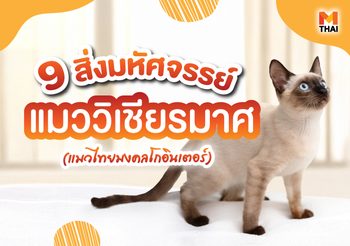 9 สิ่งมหัศจรรย์ แมววิเชียรมาศ แมวไทยมงคลโกอินเตอร์