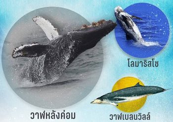 ครม. อนุมัติร่างกฎกระทรวงเพิ่ม “วาฬหลังค่อม วาฬเบลนวิลล์ โลมาริสโซ” เป็นสัตว์ป่าคุ้มครอง เพื่อปกป้องและอนุรักษ์ความหลากหลายทางทะเล