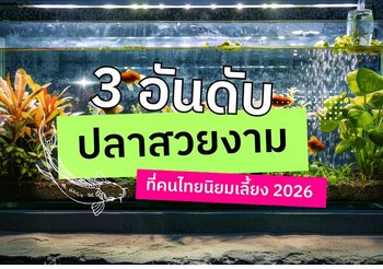 3 อันดับ ปลาสวยงามที่คนไทยนิยมเลี้ยง 2026
