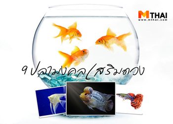 9 ปลามงคล เสริมดวง การค้า อำนาจ เงินทอง และความรัก