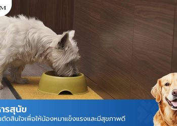 อาหารสุนัข รู้ก่อนเลือกอาหารเม็ด เพื่อสุขภาพที่ดีของน้องหมา