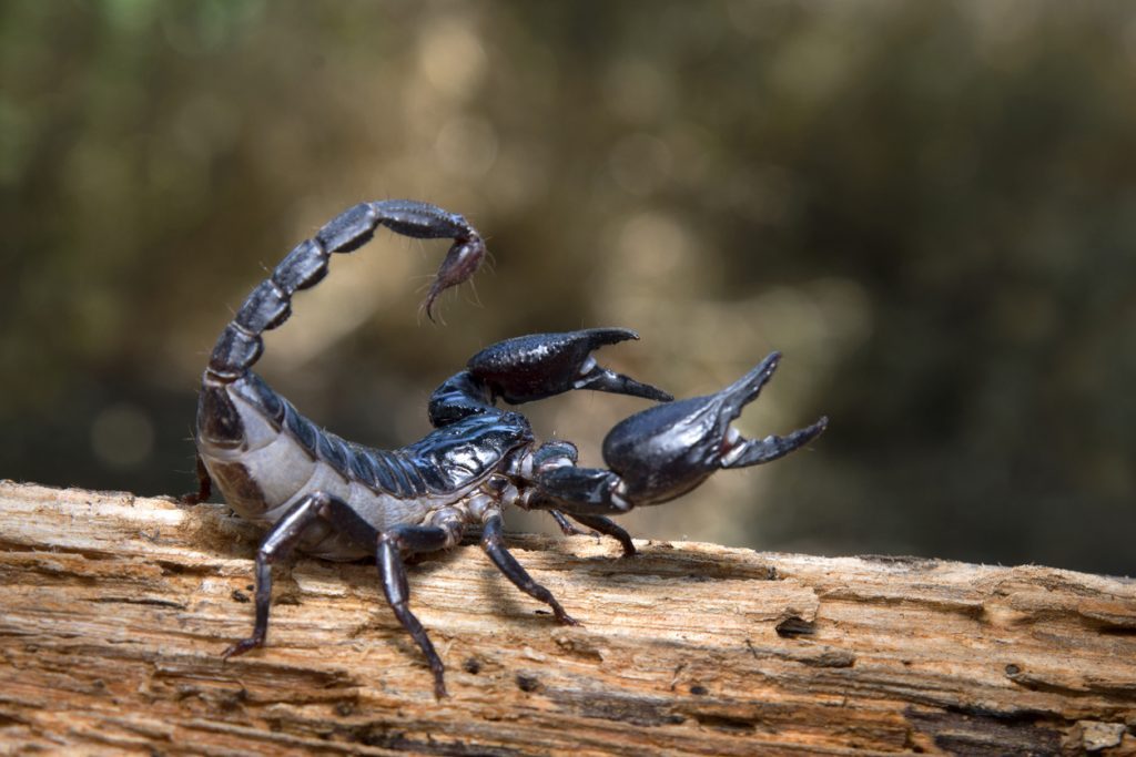 แมงป่องต่อย