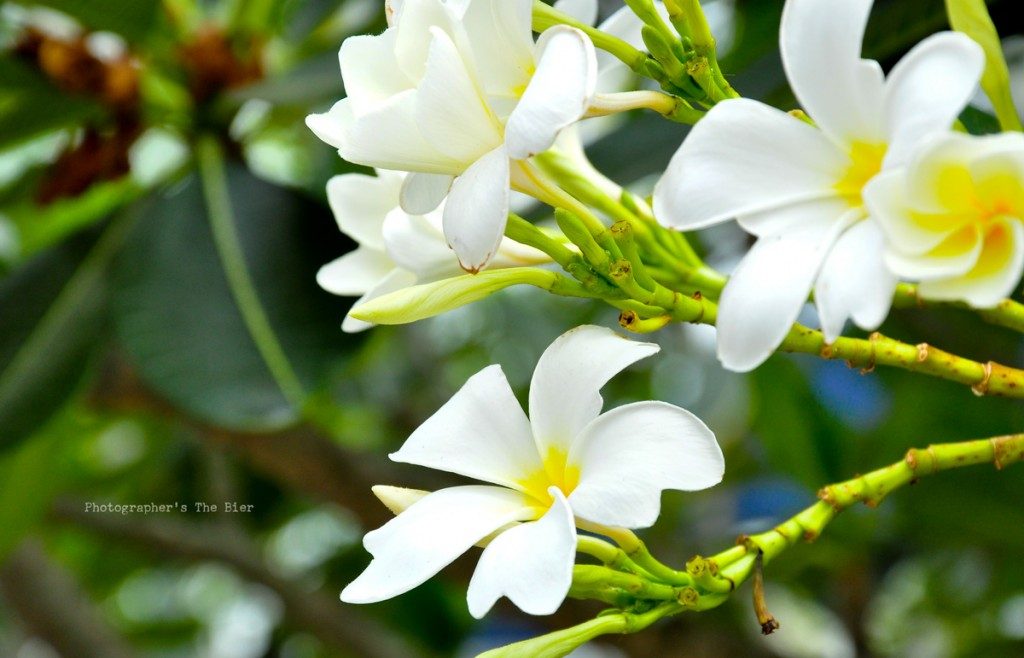 ต้นลั่นทม : www.weekendhobby.com