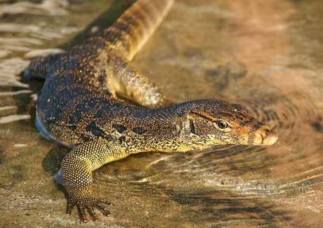 หวย