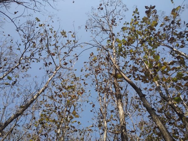 ต้นสัก