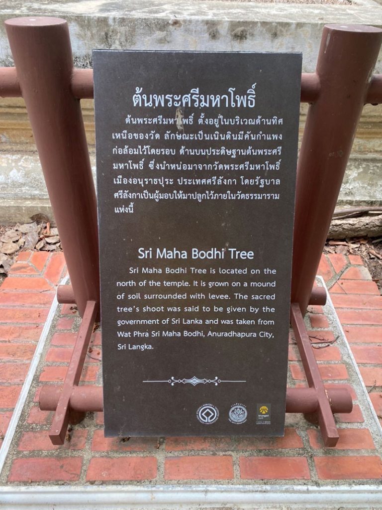 ต้นศรีมหาโพธิ์