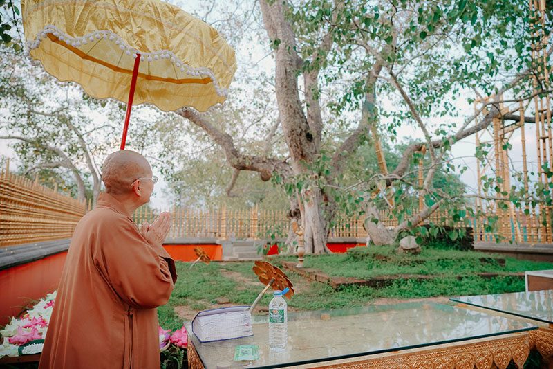 ต้นพระศรีมหาโพธิ์ 
