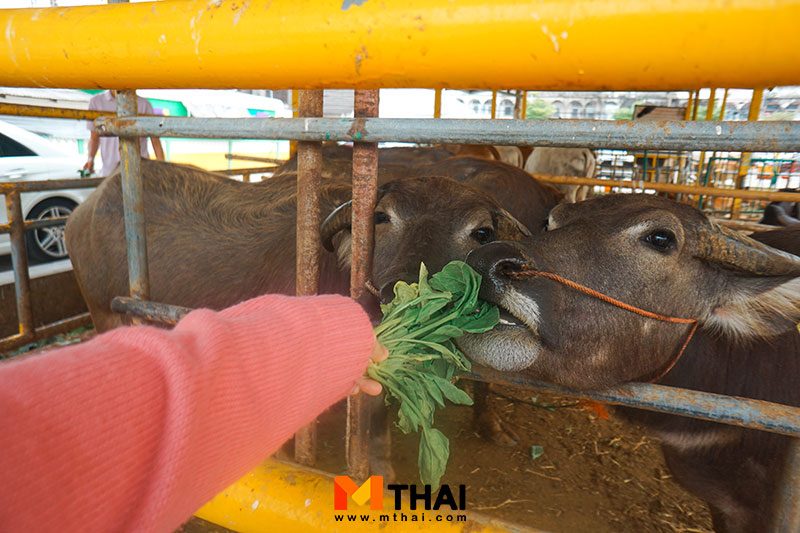 ไถ่ชีวิตโค - กระบือ