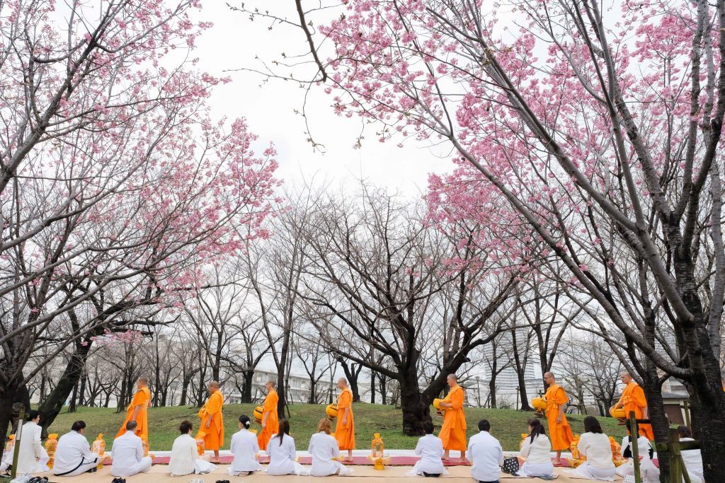 วัดพระธรรมกายโอซาก้า ทำบุญตักบาตรต้อนรับฤดูซากุระผลิบาน - ทอดผ้าป่าฉลองวัด 24 ปี