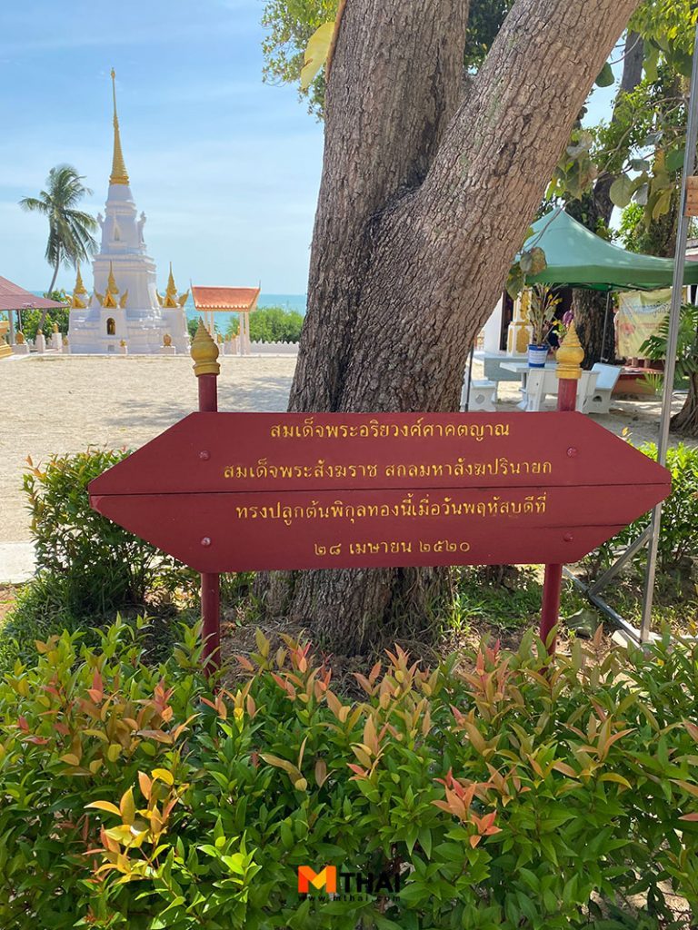 ต้นพิกุล