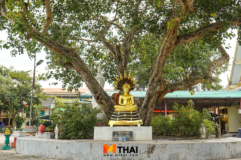 ต้นโพธิ์