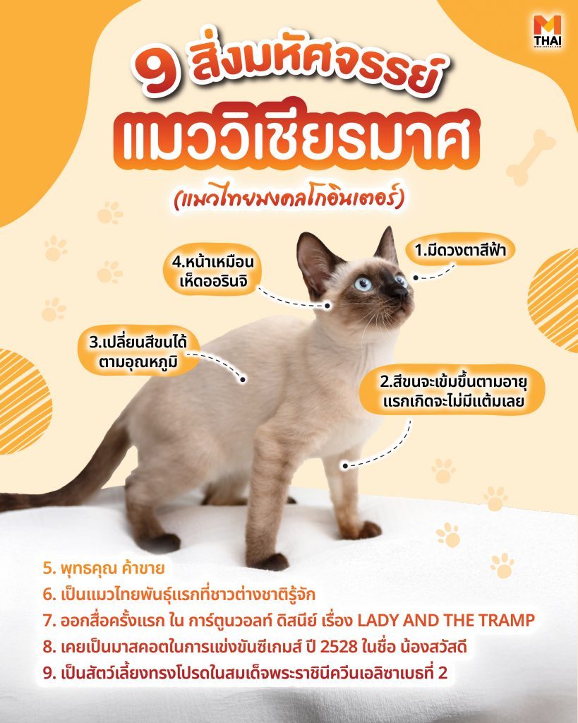 แมวไทยมงคล