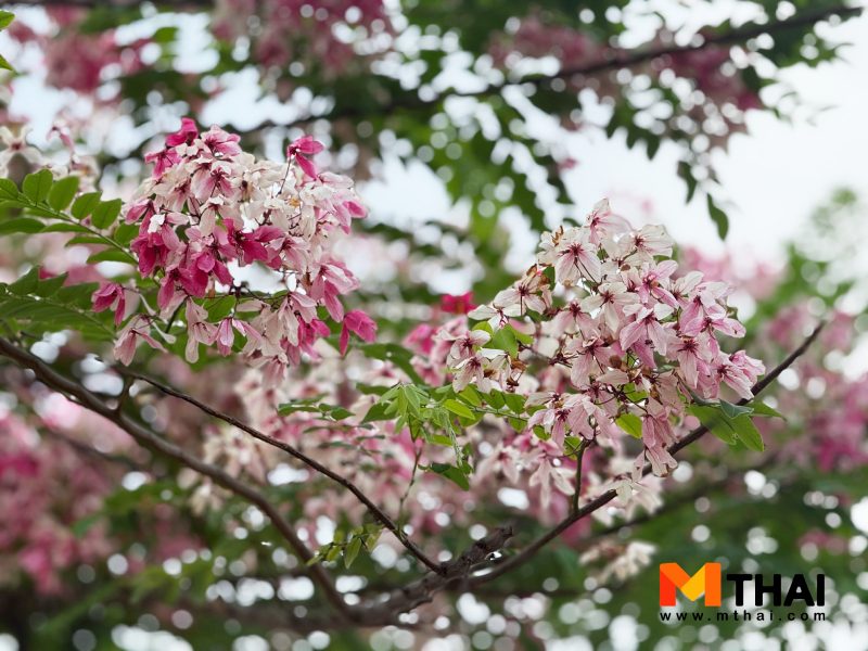 ต้นราชพฤกษ์สีชมพู