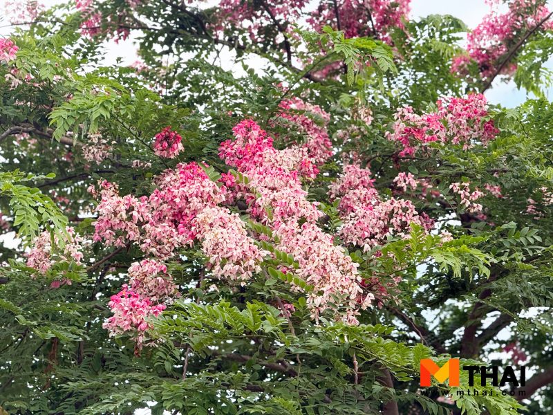 ต้นราชพฤกษ์สีชมพู