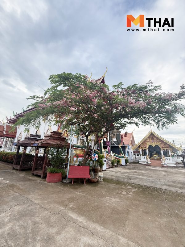 ต้นราชพฤกษ์