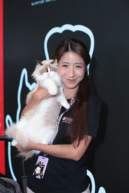 แมว