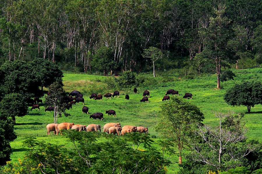 อุทยานแห่งชาติกุยบุรี อุทยานแห่งชาติกุยบุรี