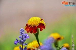 pino_latte_khaokho10