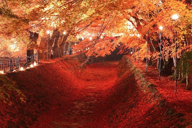 อุโมงค์ใบไม้แดง โมมิจิ ไคโร (Momiji Kairo Kawaguchiko) สถานที่ ชมใบไม้เปลี่ยนสีที่ญี่ปุ่น
