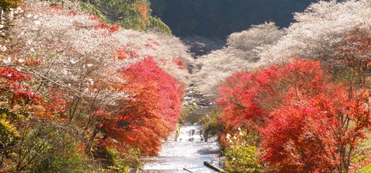  เมืองโอบาระ (Obara) สถานที่ ชมใบไม้เปลี่ยนสีที่ญี่ปุ่น 