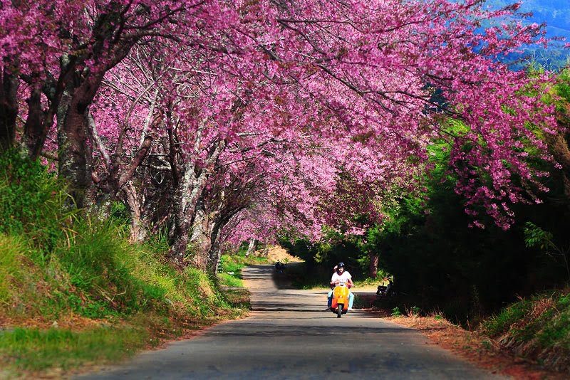 สถานีวิจัยเกษตรที่สูงเชียงใหม่ (ขุนวาง)