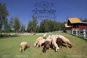บ้านทิวสน – The Pinery